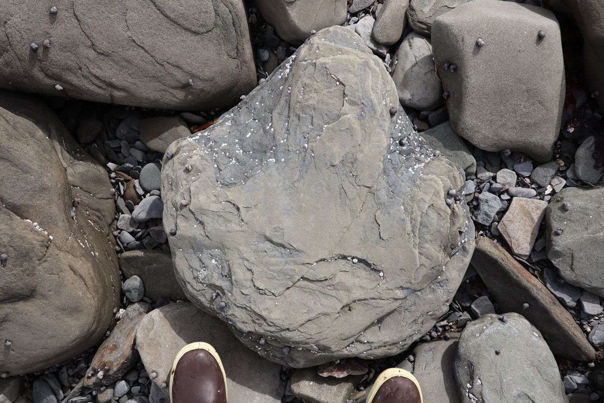 In July 2021, a researcher looks at one of the many discovered fossilized tracks in Aniakchak, Alaska. In the rock are prints of three toes and the notched heel of a plant-eating, duck-billed dinosaur called a hadrosaur. This summer, scientists found more dinosaur tracks.   (Emily Schwing/For The Washington Post)