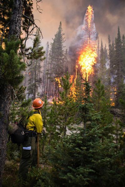 A firefighter watches flames from the Nethker Fire engulf trees Aug. 7, 2019, at Payette National Forest near McCall, Idaho. Environmental groups say the U.S. Forest Service is ignoring a 9th U.S. Circuit Court of Appeals ruling by restarting a giant forest project in Idaho and have filed another lawsuit seeking to stop the project a second time. (Associated Press)