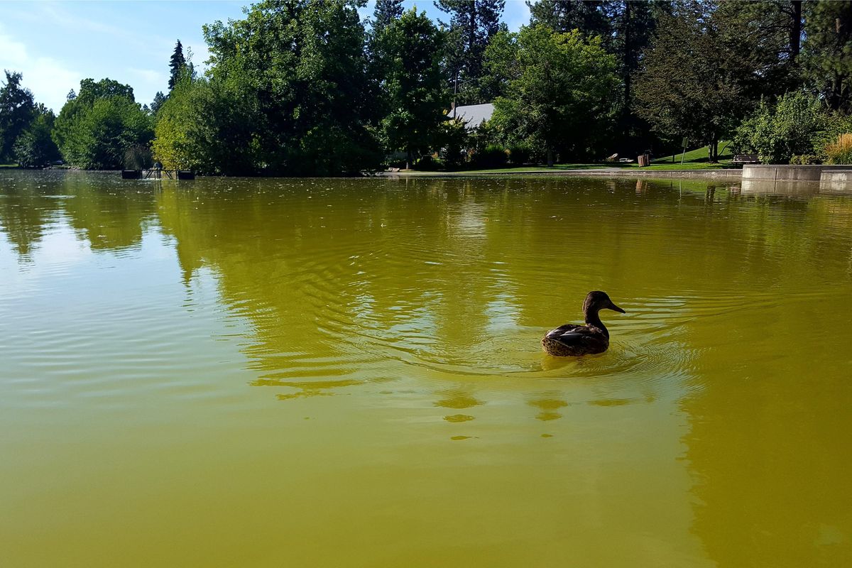 A duck floats in the murky green water of Mirror Pond in Manito Park on Monday, Aug. 21, 2017. (Chad Sokol / The Spokesman-Review)