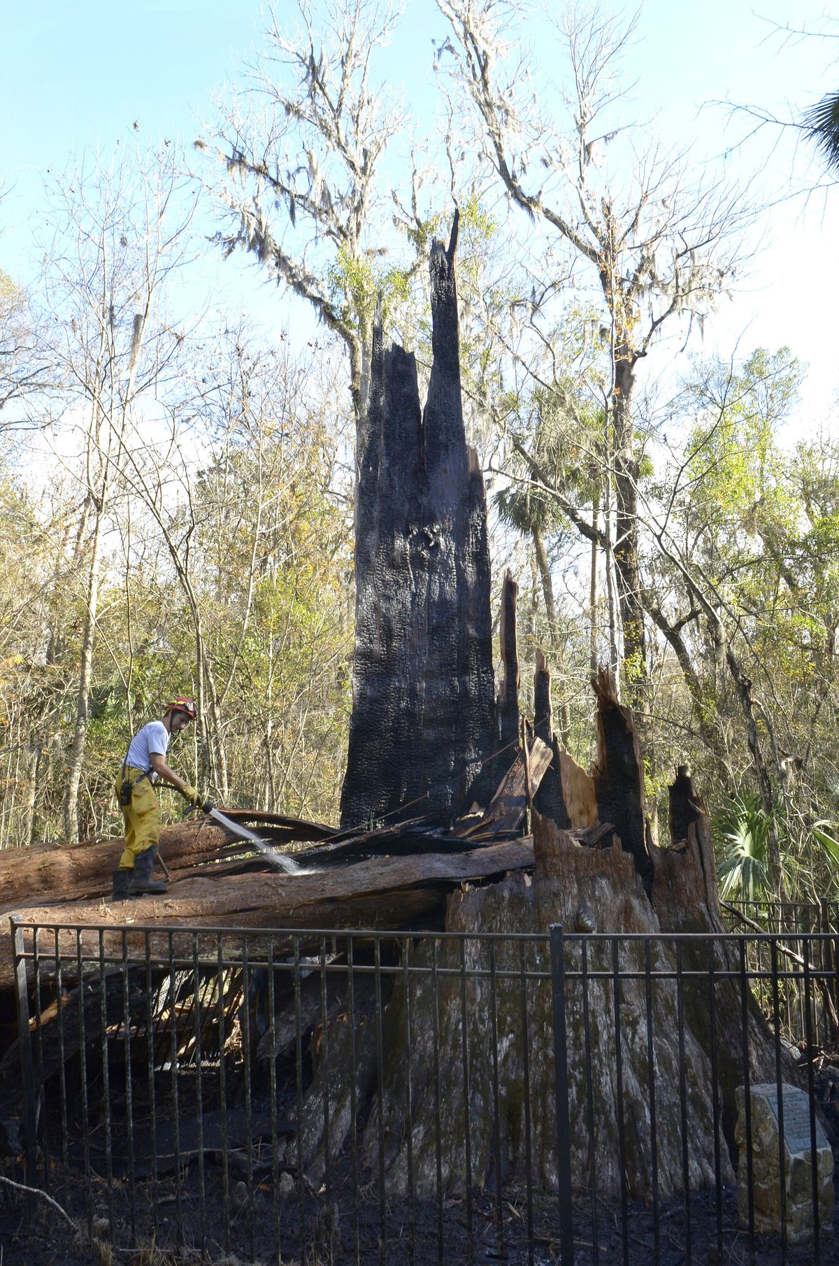 A firefighter applies water to the smoldering base of “The Senator” at Big Tree Park in Longwood, Fla., on Monday. (Associated Press)