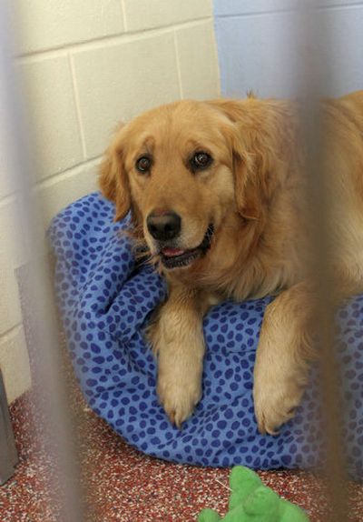 
Sam, a golden retriever that has been on the run for the last two years, is quarantined in Stratham, Mass., on Friday. 
 (Associated Press / The Spokesman-Review)