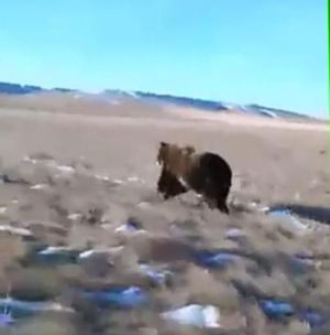 A grizzly bear is videoed as a Montana ranch hand in a pickup chases it away from livestock. The video posted to Facebook in March 2016 was used as evidence to ticket the worker resulting in a $400 fine for harassing protected wildlife. 