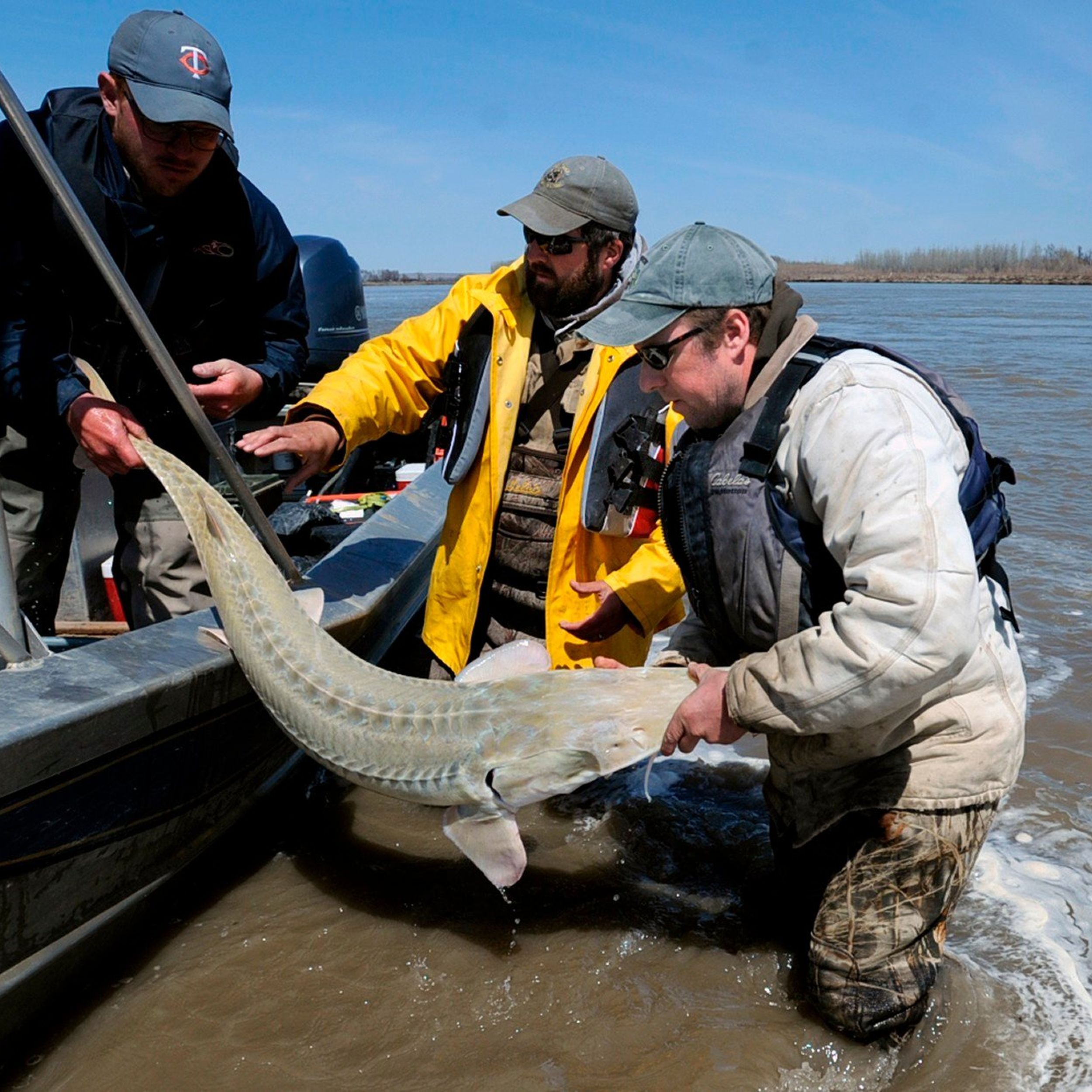 Some Epic Results for this Sturgeon Show Filming - Silversides