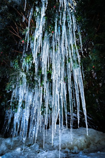 Cascading icicles hang from a bush on Spokane's South Hill, Tuesday, Dec. 20, 2022.   (COLIN MULVANY/THE SPOKESMAN)