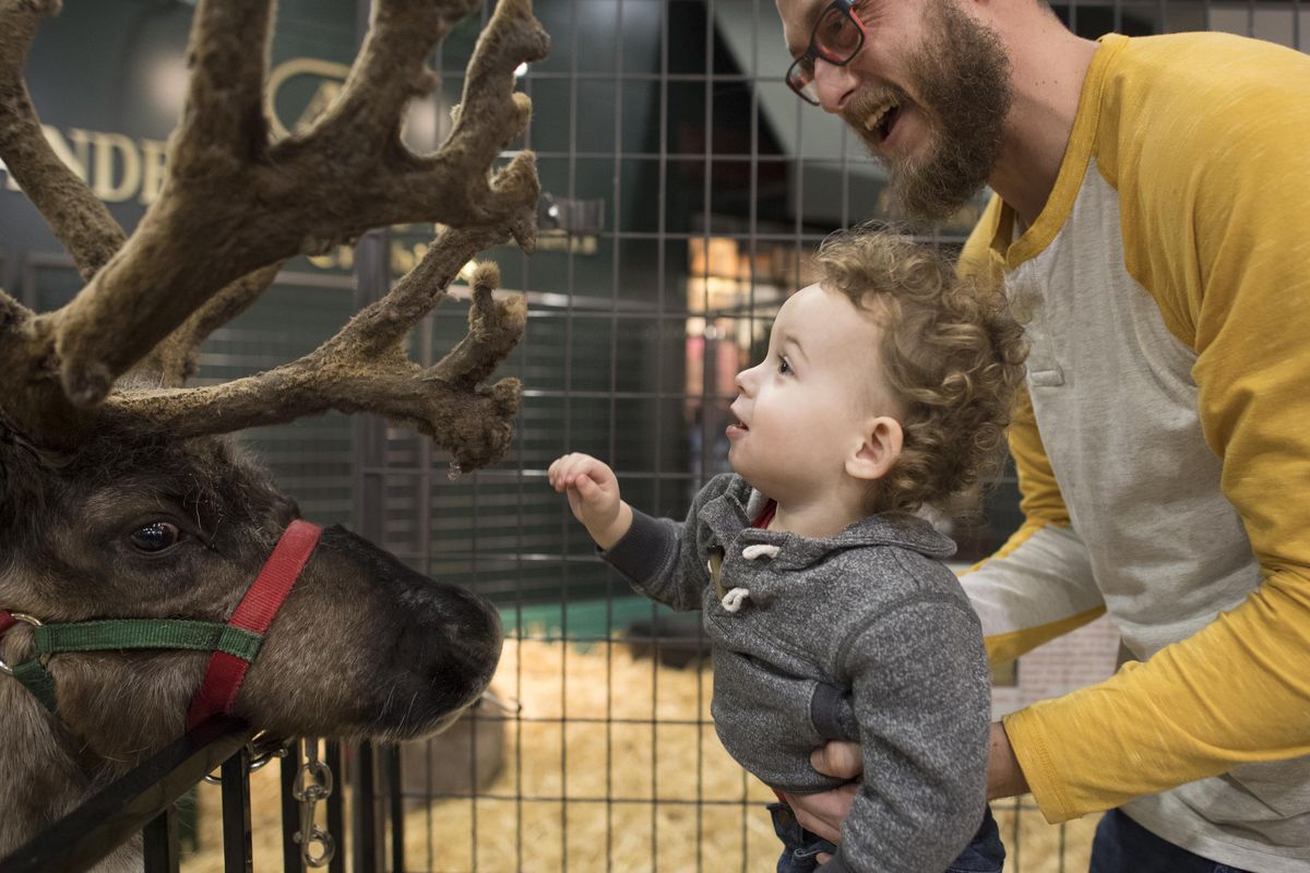 Adam DeVleming introduces his son Finn, 2, to Cletus the reindeer, on Friday, Nov. 17, 2017, at Riverfront Park in Spokane, Wash. (Tyler Tjomsland / The Spokesman-Review)