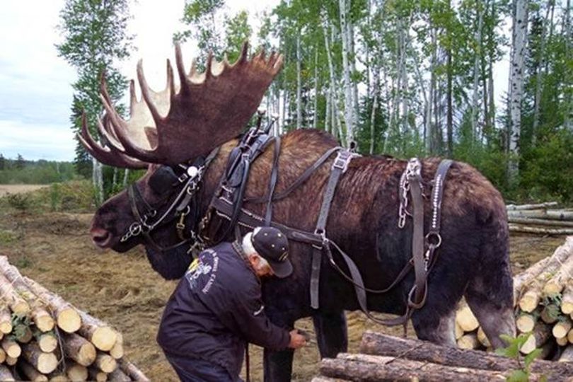 Gag photo shows bull moose being harnessed to a wagon.