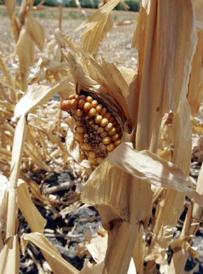 An ear of dried corn is hangs on a stalk in a field in Princeton, Texas. Despite the loss, areas unaffected by drought enjoyed bumpber crops, leaving the nationwide crop only slightly lower than last year's.
(Associated Press / The Spokesman-Review)