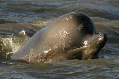 
A northern bottlenose whale that swam up the River Thames in London on Friday. 
 (Associated Press / The Spokesman-Review)