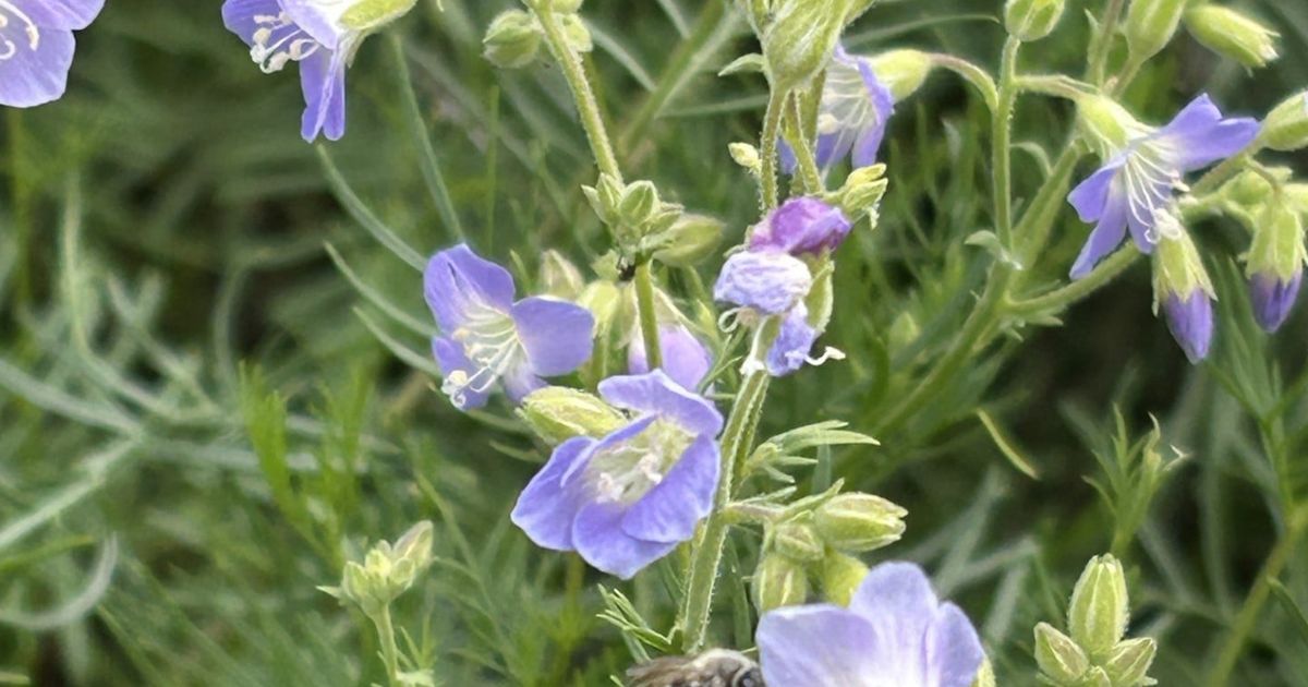 Scientists petition to grant wildflower endangered species protection