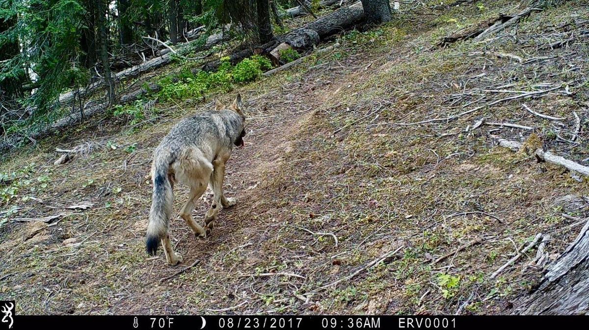 A gray wolf in the Blue Mountains of southeastern Washington triggers a trail cam put out by the Department of Fish and Wildlife. (Washington Department of Fish and Wildlife)