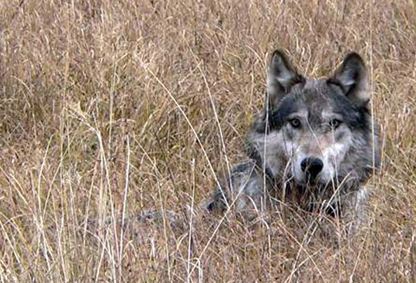 This undated image provided by Montana Fish Wildlife and Parks shows a wolf in Montana. (Associated Press)