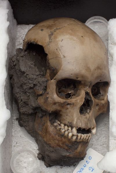 A skull recently discovered at Templo Mayor is displayed in Mexico City on Friday. (Associated Press)