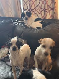 RAT TERRIERS PUREBRED!