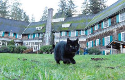 
Roosevelt, a cat adopted by the staff at Lake Quinault Lodge, roams the lawn behind the lodge on Dec. 20 in Quinault, Wash. Associated Press
 (Associated Press / The Spokesman-Review)