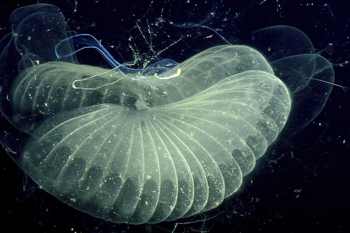 This 2002 photo provided by the Monterrey Bay Aquarium Research Institute shows a close up view of a "giant larvacean" and its "inner house" - a mucus filter that the animal uses to collect food. The creature, usually three to ten centimeters (about one to four inches) in length, builds a huge mucous structure that functions as an elaborate feeding apparatus, guiding food particles into the animal