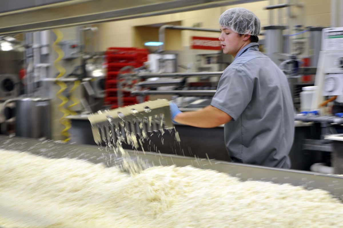 Logan Eaves, a 19-year-old sophomore from Honolulu, started working at the WSU Creamery in August. Here, he rakes Cougar Gold cheese curds to help separate them from whey.  (Adriana Janovich/For The Spokesman-Review)