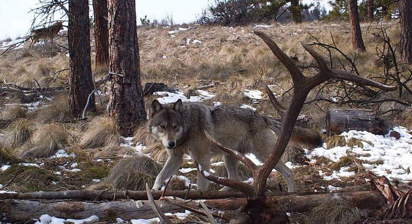 This trail cam photo showing two gray wolves near an elk carcass enabled Washington wildlife officials to confirm the Wenatchee Pack. The camera was put out by hunting guide Stuart Hurd in March 2013.