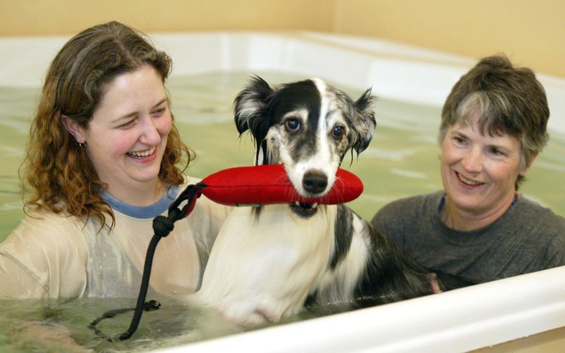 ORG XMIT: WABRE101 In this Saturday, April 16, 2009 photo, swim specialist Kendra VanNorman, left, laughs as Lacey pops out of the water with his toy at the Swim Spaw, a Poulsbo, Wash. business. On the right is the dogs owner Susan Perry of Port Orchard. Perry brings in her dogs to the facility for agility training. Janice Hill a veterinary assistant who worked  at a clinic in Kingston,  saw many dogs, some old and arthritic, others recovering from injuries and surgeries, who they thought might have benefited from low-impact exercise in water just as people with joint problems may find swimming or aquatic aerobics helpful. The existence of therapy pools for dogs dates back at least 13 years, (AP Photo/Kitsap Sun, Larry Steagall) (Larry Steagall / The Spokesman-Review)