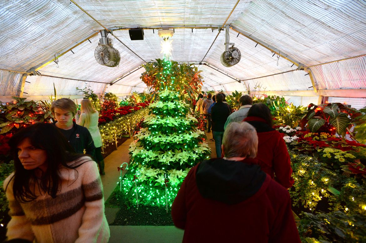 Holiday Lights at Gaiser Conservatory A picture story at The