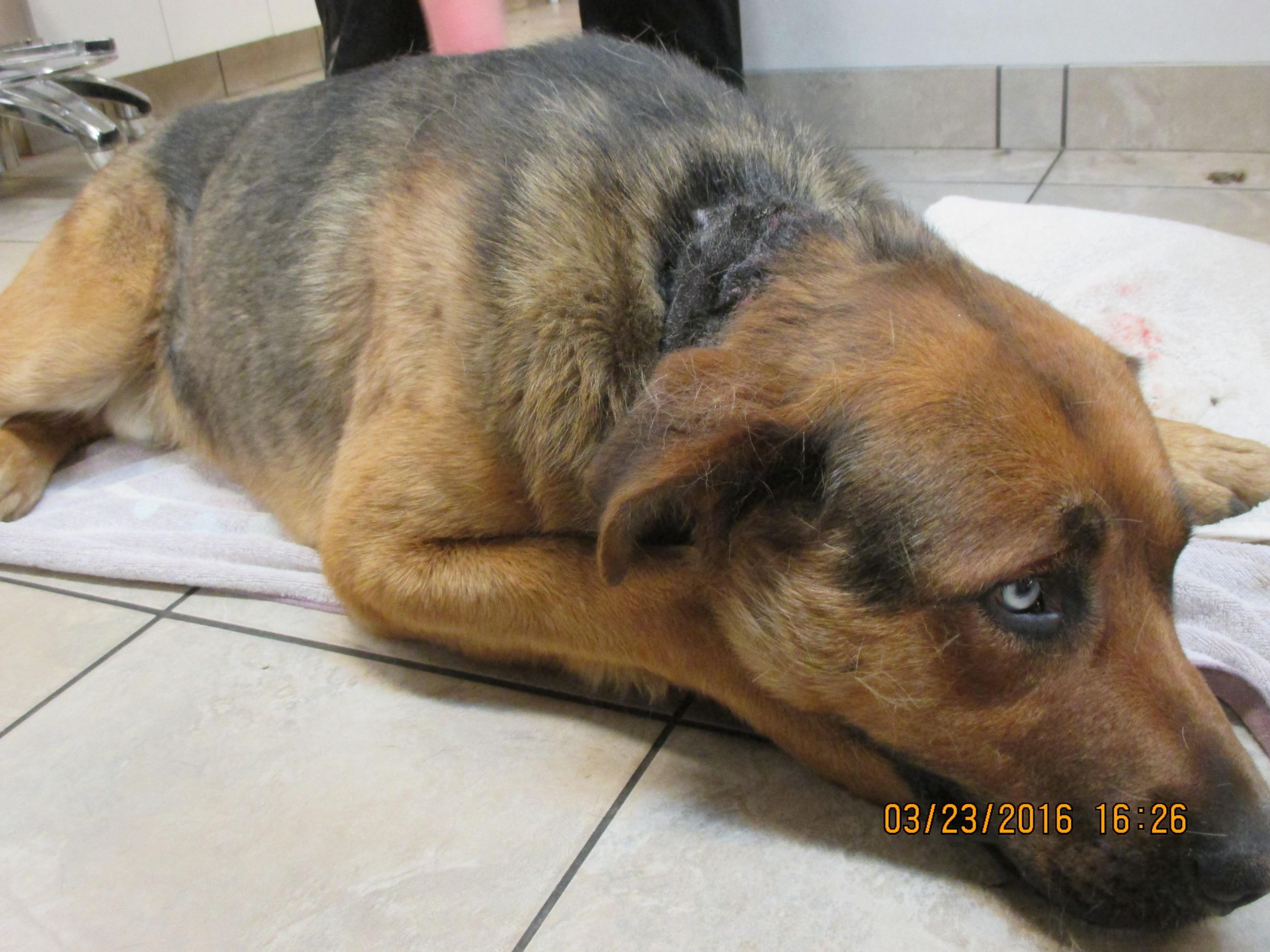 Dog seized after found with collar embedded in its neck The Spokesman