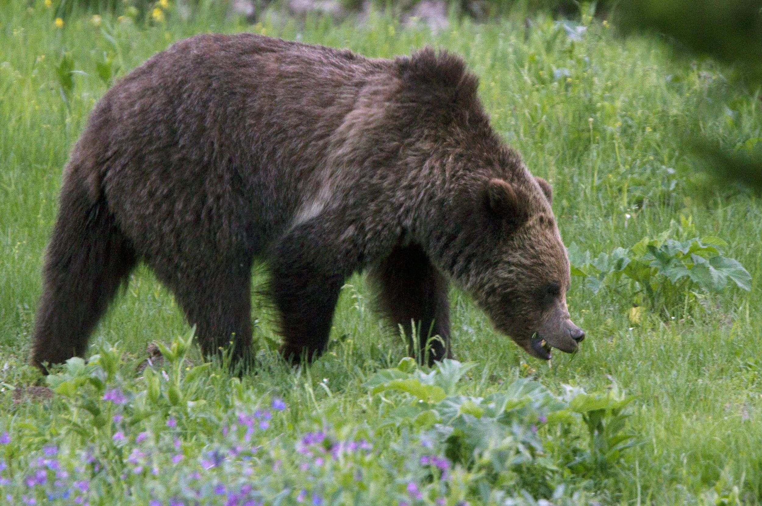 U.S. Officials To Lift Yellowstone Grizzly Bear Protections | The ...