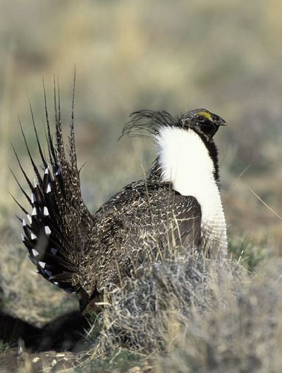 This undated image provided the U.S. Fish and Wildlife Service shows a wild sage grouse.  (Associated Press)
