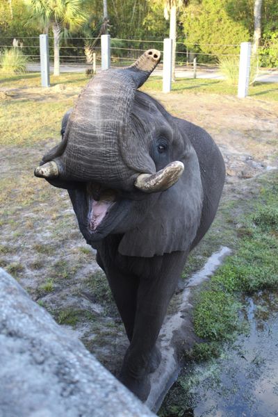 This 2017 photo provided by the Jacksonville Zoo and Garden shows Ali, a bull elephant that once lived at Michael Jacksons Neverland Ranch briefly escaped its enclosure on Sunday, June 17, 2018, at the Jacksonville Zoo and Gardens in Jacksonville, Fla. (Associated Press)