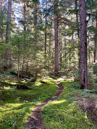 The mossy trail of the Salmo-Priest Loop as it winds along the Salmo River.  (Ammi Midstokke)