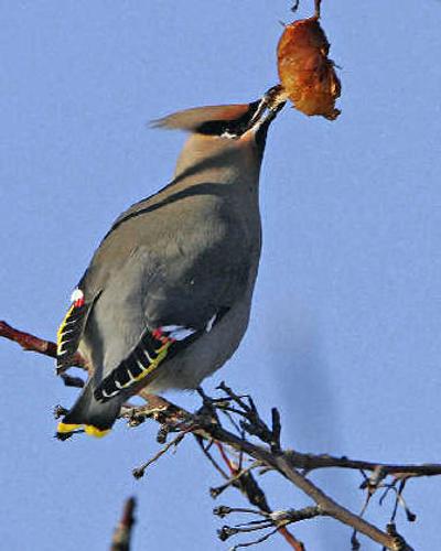 
Bohemian waxwing
 (The Spokesman-Review)