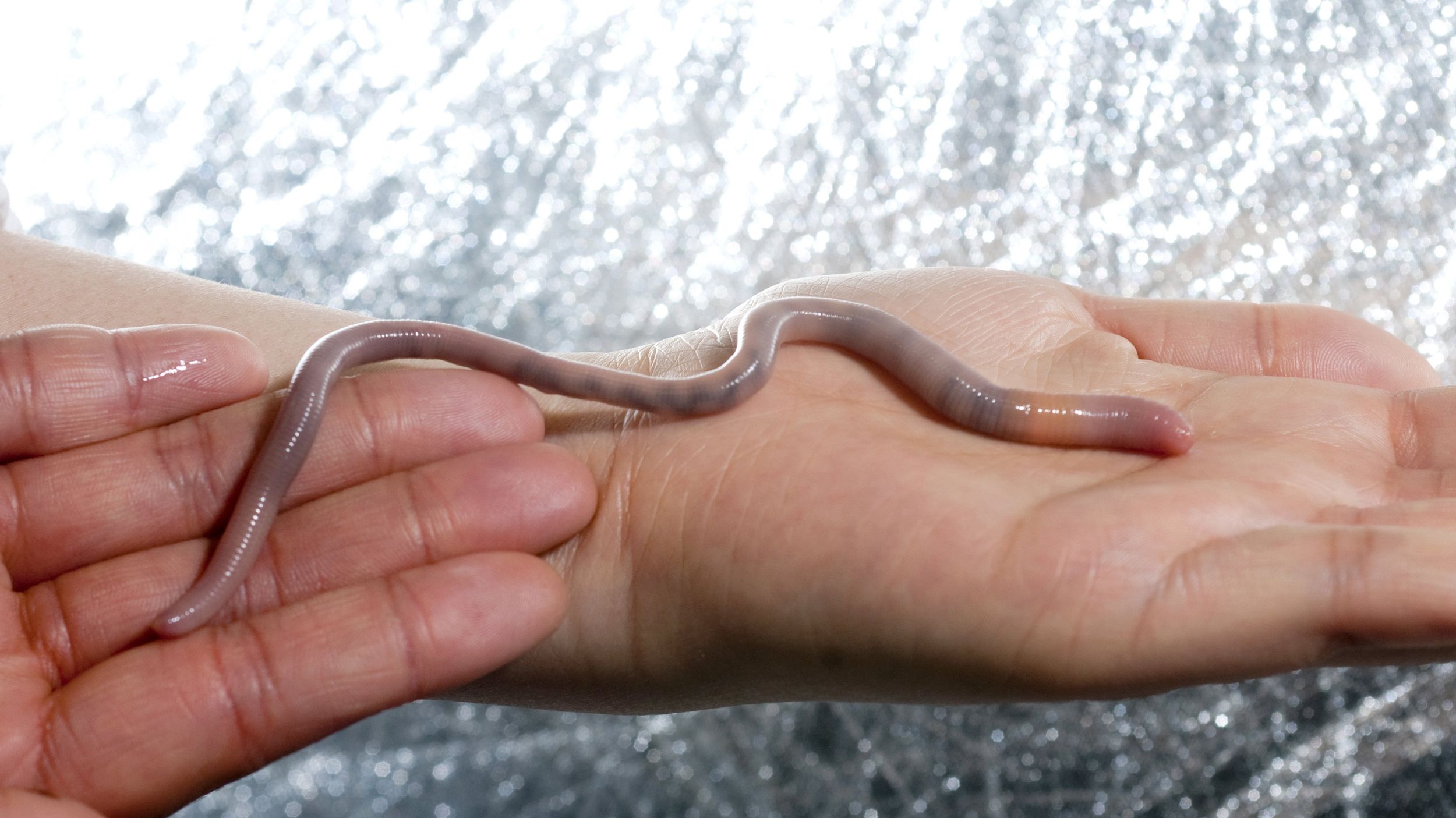 Native giant earthworms are big find for scientists