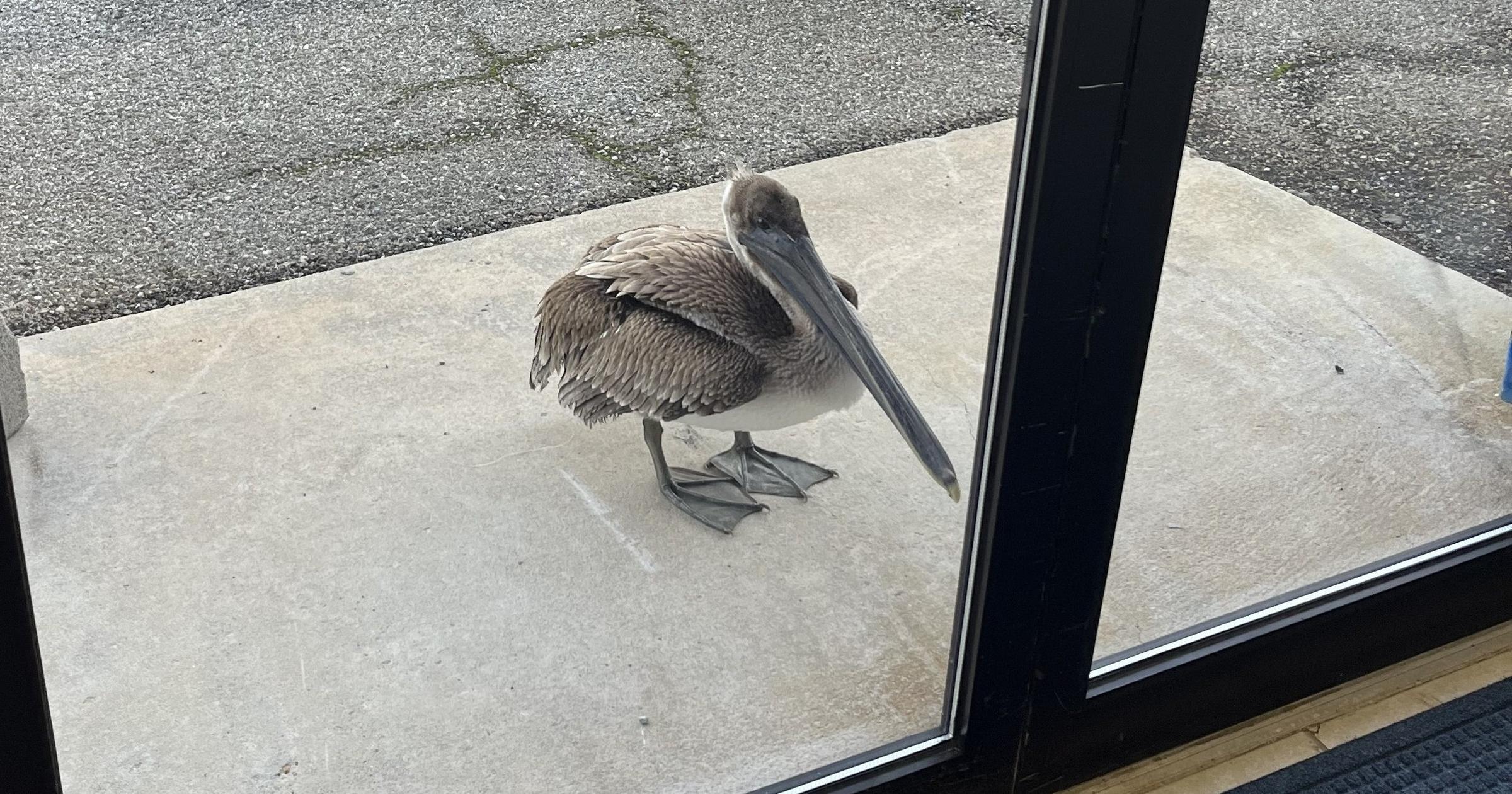 A pelican stood outside the back door at a NOAA Fisheries laboratory on Sept. 8 in Panama City, Florida. (Albert Gabel/NOAA Fisheries) (Albert Gabel/NOAA Fisheries)