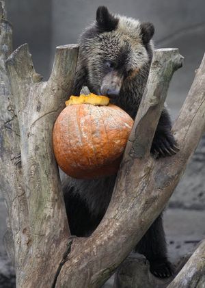 One of the Cleveland Metroparks Zoo's four 11-month-old grizzly bear cubs enjoys a pumpkin for a snack at the Zoo in Cleveland on Tuesday, Nov. 22, 2011. Besides providing the animals with enrichment, the pumpkins are a preview to the treats many of the animals will receive this coming Thursday, which is Thanksgiving Day. The Zoo is open and free to the public on Thanksgiving Day as well. (Amy Sancetta / Associated Press)