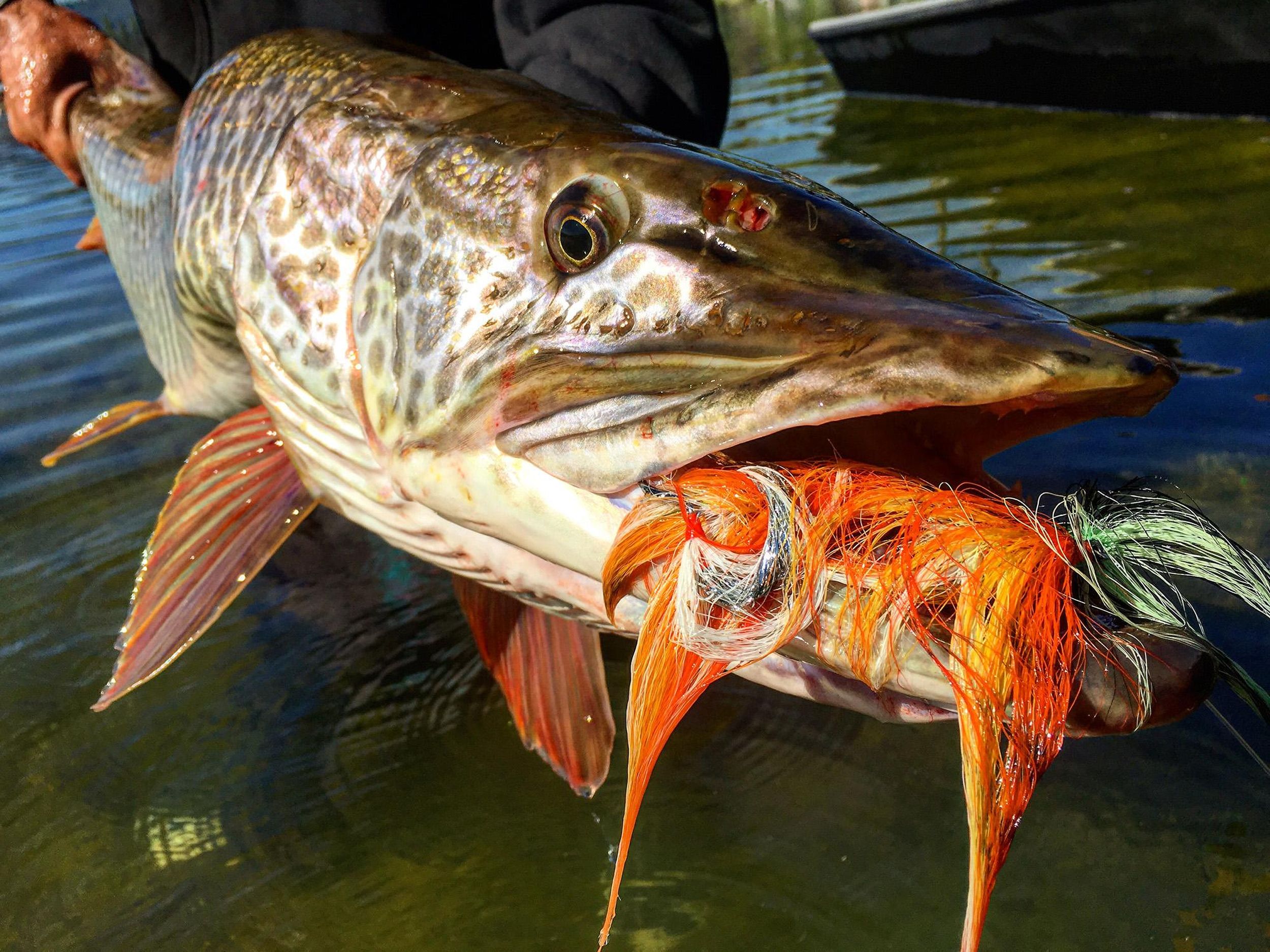 Muskie Fishing Tips: How To Catch The Fish of 10,000 Casts 