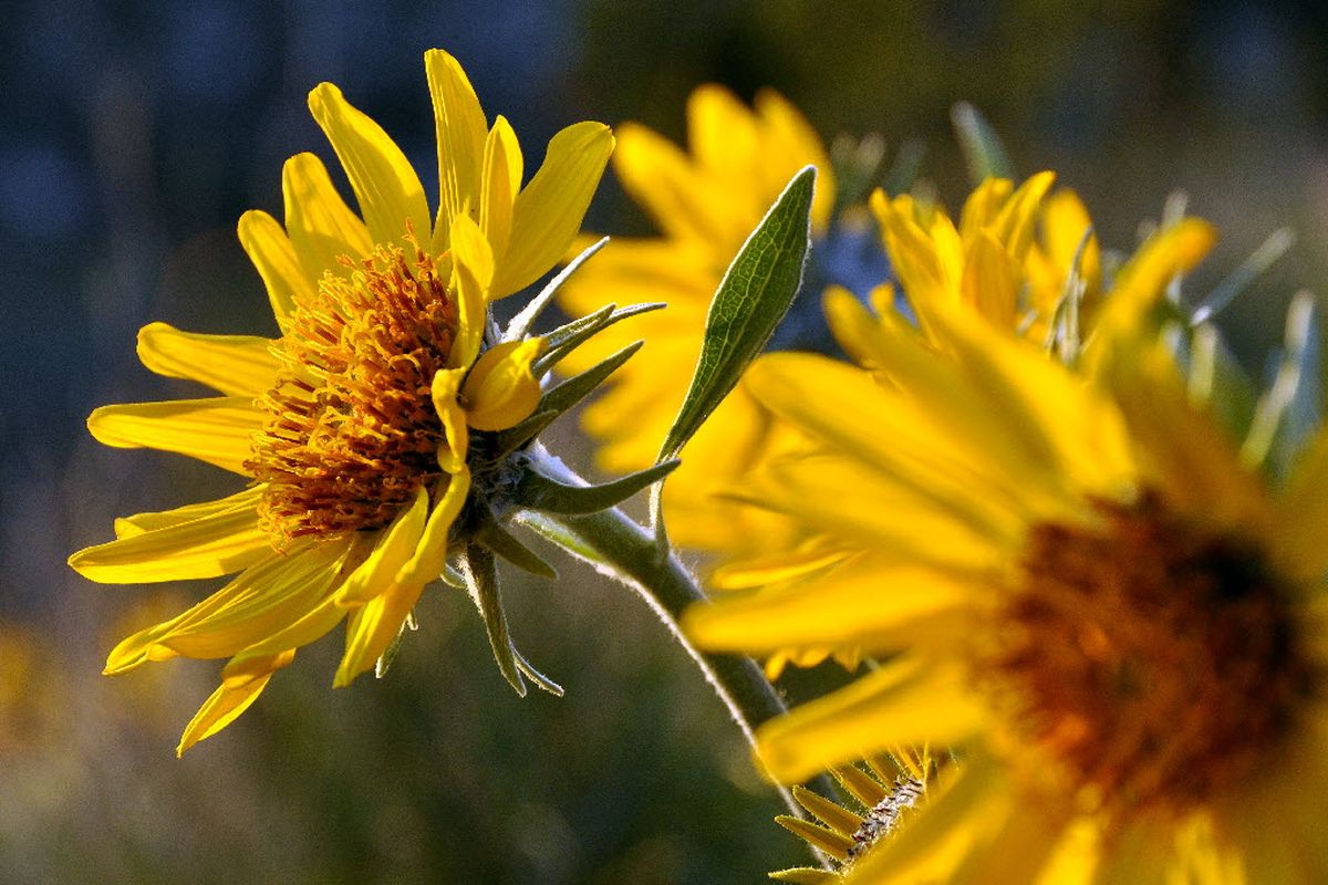 Arrowleaf Balsamroot is in full bloom in mid April along the trails at the South Hill Bluffs.  (Rich Landers)