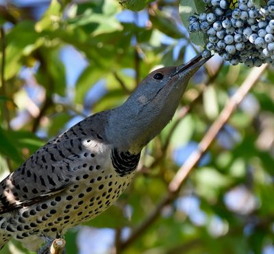 Angela Marie took this photo of a juvenile Northern Flicker munching on elderberries on the shore of Hauser Lake in early October.  (Courtesy of Angela Marie)