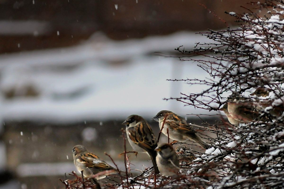 A flock of finches take cover in a bush as the first significant dusting of snow covers Spokane on Nov. 28, 2008. It’s safe to put out bird feeders this winter after a salmonella outbreak in 2020, Pat Munts writes.  (The Spokesman-Review photo archives)