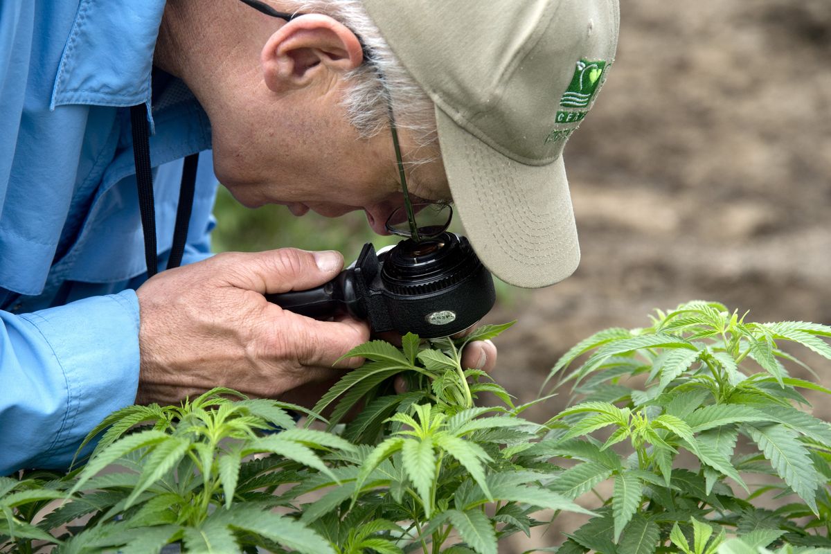 Inspector Chris Van Hook uses a magnifier to examine 3-month-old plants at the farm of marijuana grower Brian Crawley on May 12. Van Hook operates Clean Green Certified, a service that inspects and certifies farms that grow pot without synthetic pesticides. (Jesse Tinsley)