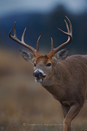 A whitetail buck.  The peak of mating season for white-tailed deer -- known as the rut -- is in late November. (Jaimie Johnson)