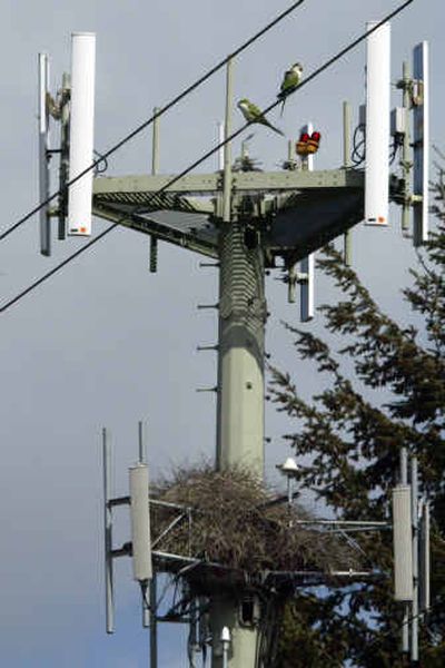 Lime-green Quaker parrots nesting in a cell phone tower in Port Orchard, Wash., are shown Monday. The City Council has ruled that Cingular Wireless can replace a cell phone tower in this Kitsap Peninsula town with one that's nearly twice as tall – but only if the parrots nesting on it are safely placed in captivity.
(Associated Press photos / The Spokesman-Review)