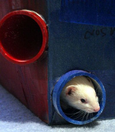 
Blizzard the ferret peeks out from a play box. Ferrets combine the energy of dogs and the curiosity of cats. 
 (Rich Lipski / Washington Post / The Spokesman-Review)