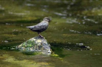 
The American dipper not only hunts streamside banks for insects but also mountain stream bottoms for subsurface treats like stonefly nymphs and sculpin minnows. Below, an American dipper feeds stonefly nymphs to one of its five chicks in a moss and stick nest safely nestled under a bridge over a mountain steam. 
 (Tom Davenport/ / The Spokesman-Review)