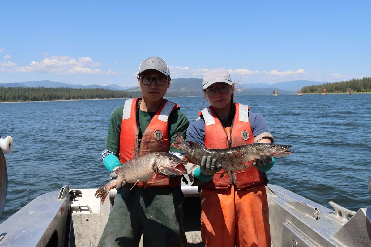 Fisheries technicians hold northern pike removed from Lake Roosevelt.  (Courtesy of WDFW)