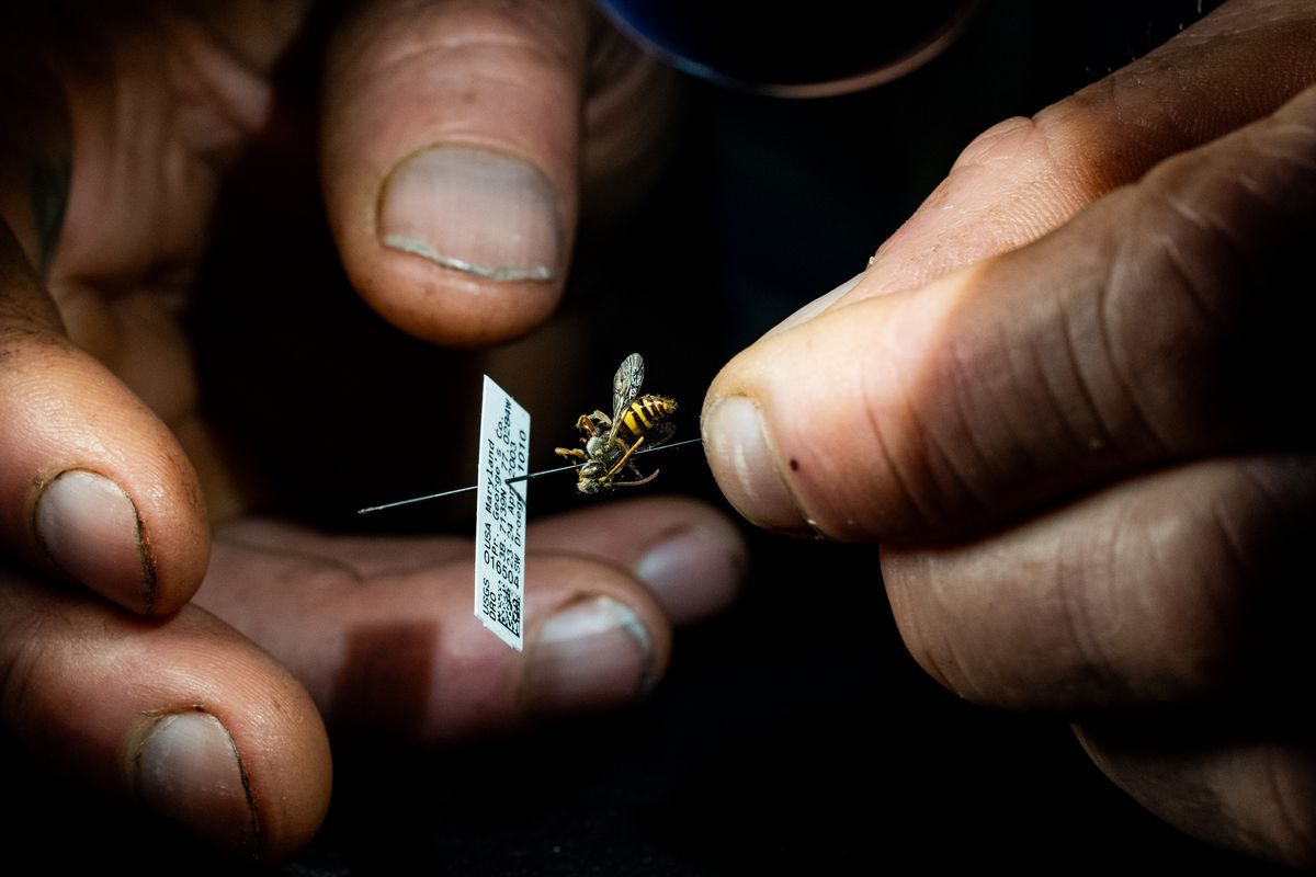Sam Droege, 66, holds a native dead bee specimen under a microscope at the United States Geological Survey Native Bee Inventory and Monitoring Lab on May 27 in Laurel, Md.  (Salwan Georges/The Washington Post)