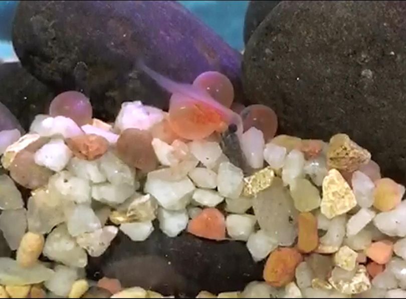 A steelhead hatches in a Idaho classroom special aquarium. (Courtesy)