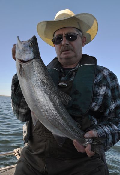 Spokane Valley angler Dave Ross lands a 4.5-pound rainbow trout from Sprague Lake on May 11, 2011. (Rich Landers)