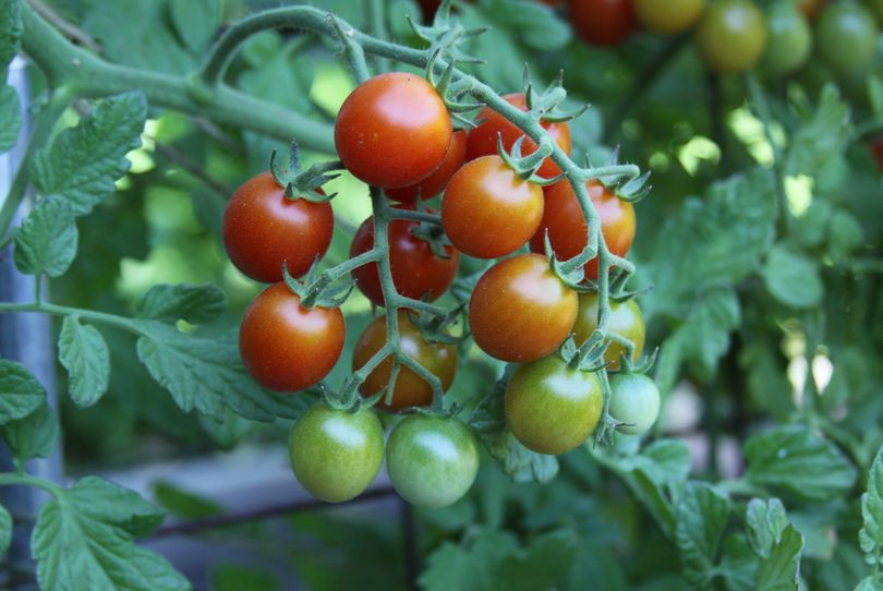 Tomatoes are the most popular crop grown in vegetable gardens. (Susan Mulvihill)