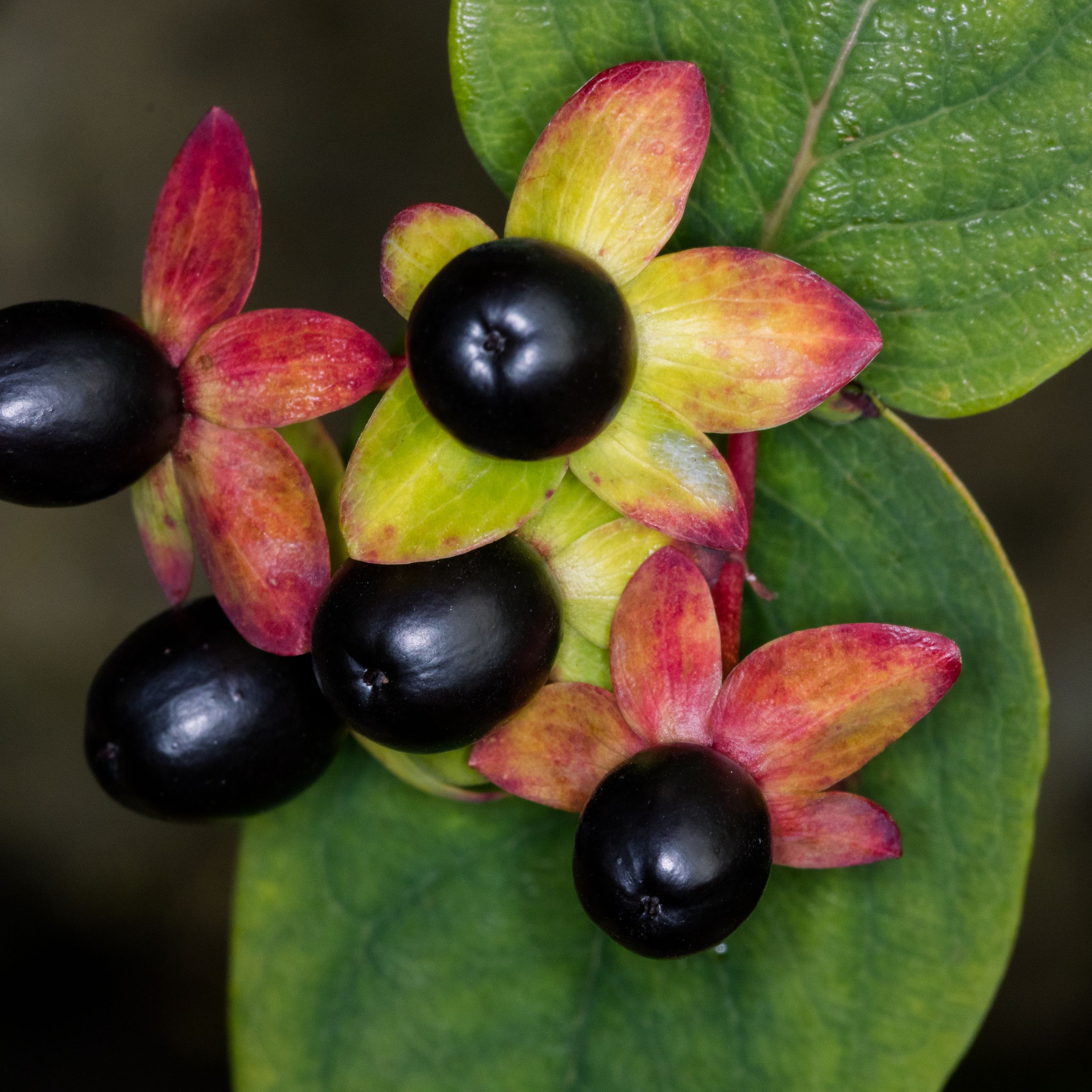 ask dr universe why are some berries poisonous the spokesman review