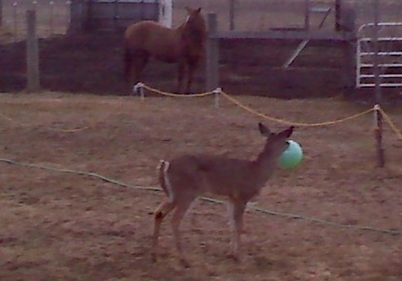 A whitetail deer near Liberty Lake has a plastic Halloween pumpkin stuck on its face. (Dianna Sellers)