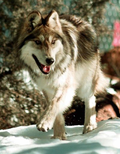 Wolves are spreading into Washington naturally from Idaho and Canada. Associated Press file (Associated Press file / The Spokesman-Review)