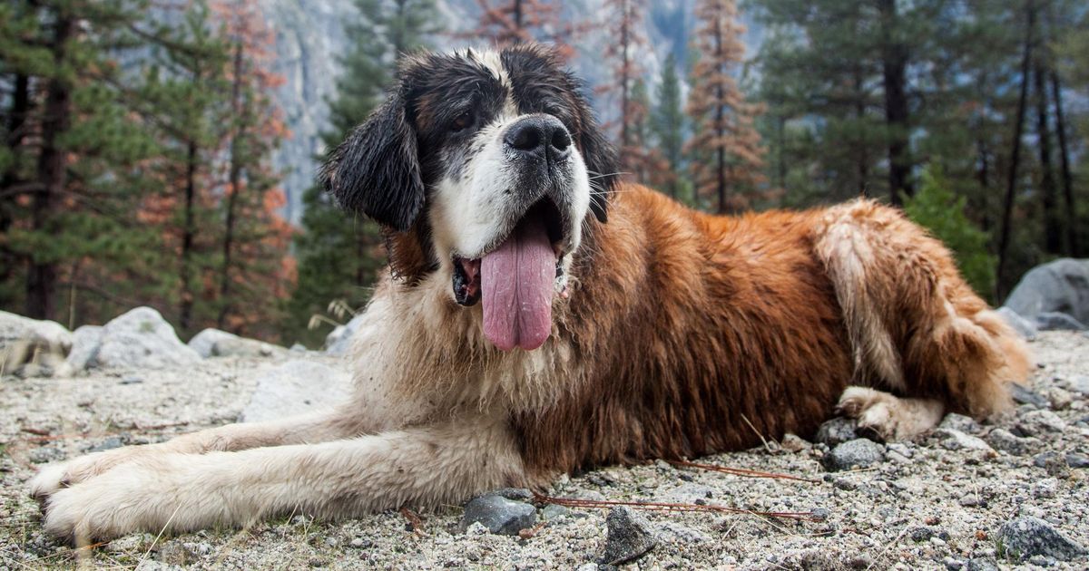 Dog lover is on a cross-country rescue mission | The Spokesman-Review